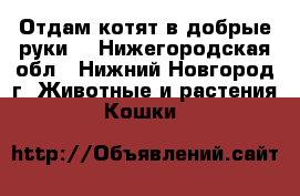 Отдам котят в добрые руки! - Нижегородская обл., Нижний Новгород г. Животные и растения » Кошки   